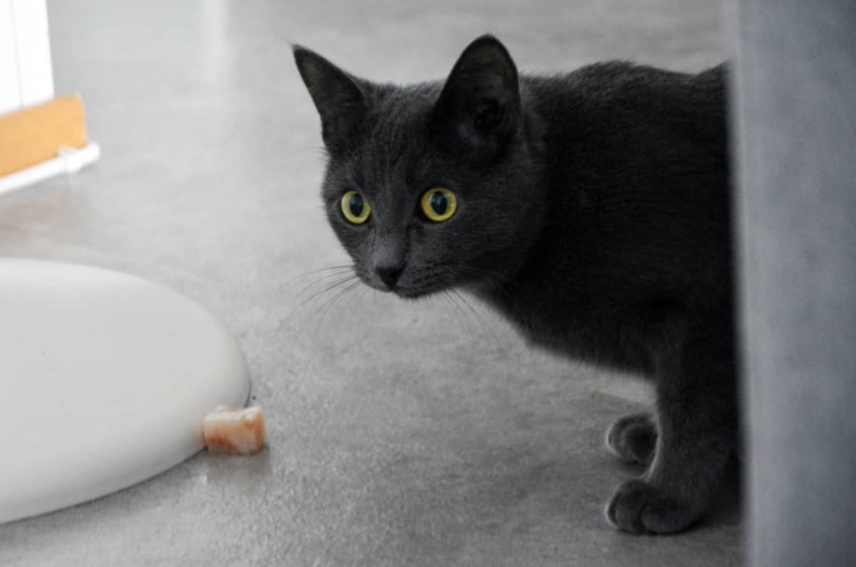 Kissojen ruoka-aineallergiat herättävät keskustelua ja jakavat mielipiteitä  – 
