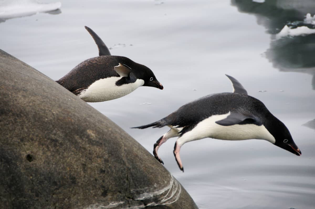Kaksi jääpingviiniä hyppää mereen Etelämantereella.