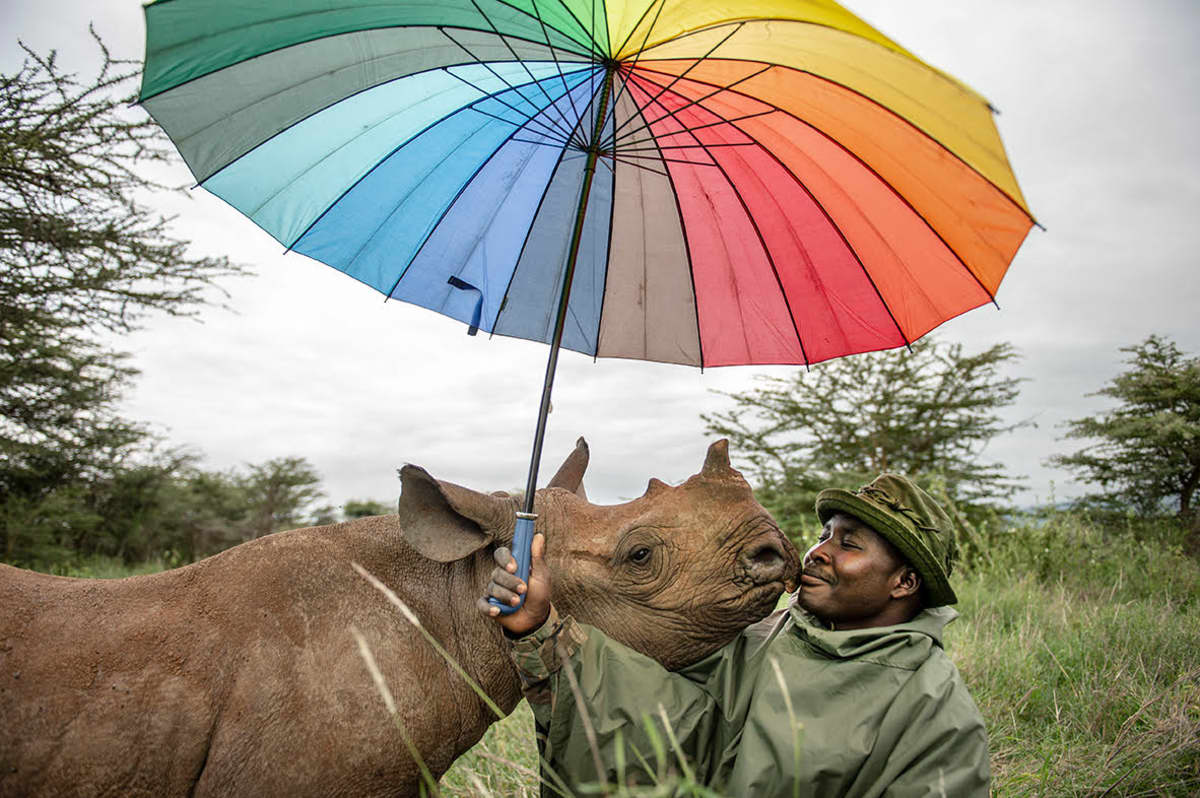 Valokuvateos, jossa sarvikuono nuuhkii tummaihoista sateenvarjoa pitelevää miestä.