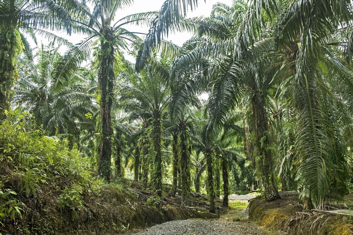 Kuvassa on palmuja palmuöljyplantaasilla. 