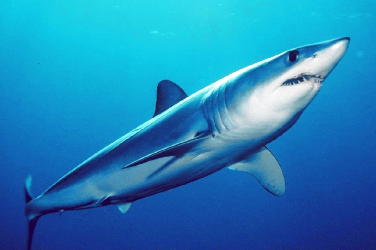 Maailman nopein hai on matkalla sukupuuttoon ylikalastuksen takia | Yle  Uutiset