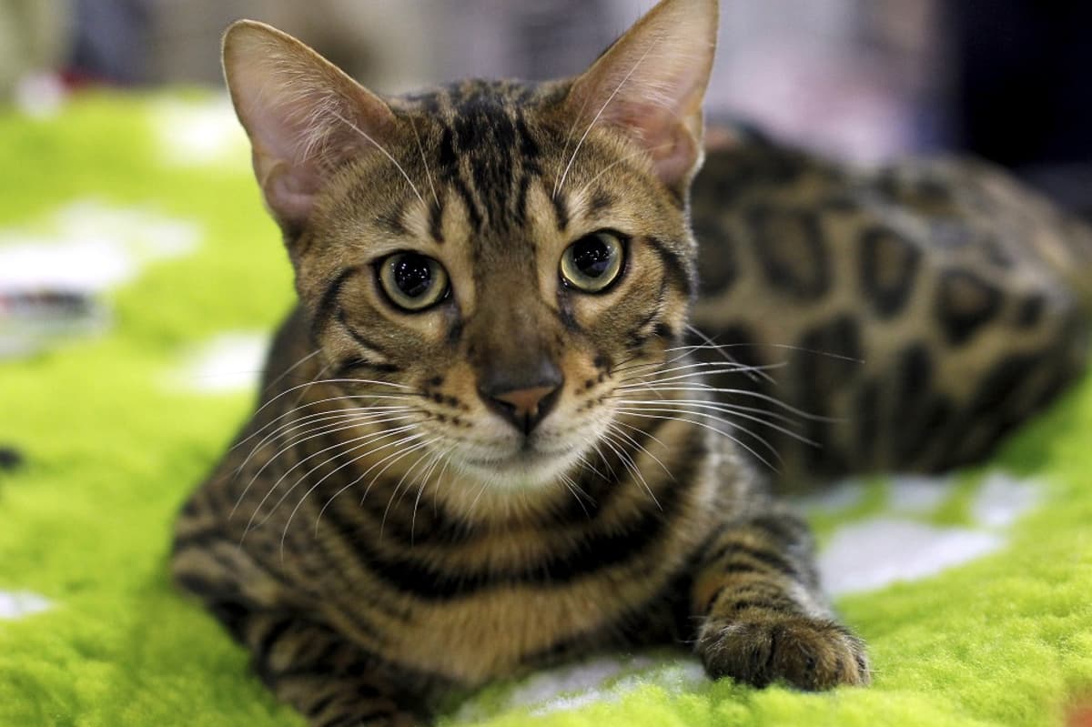 Japanilaistutkimus vahvistaa: Kissat kyllä tunnistavat nimensä, mutta eivät  jaksa piitata omistajansa muusta höpötyksestä