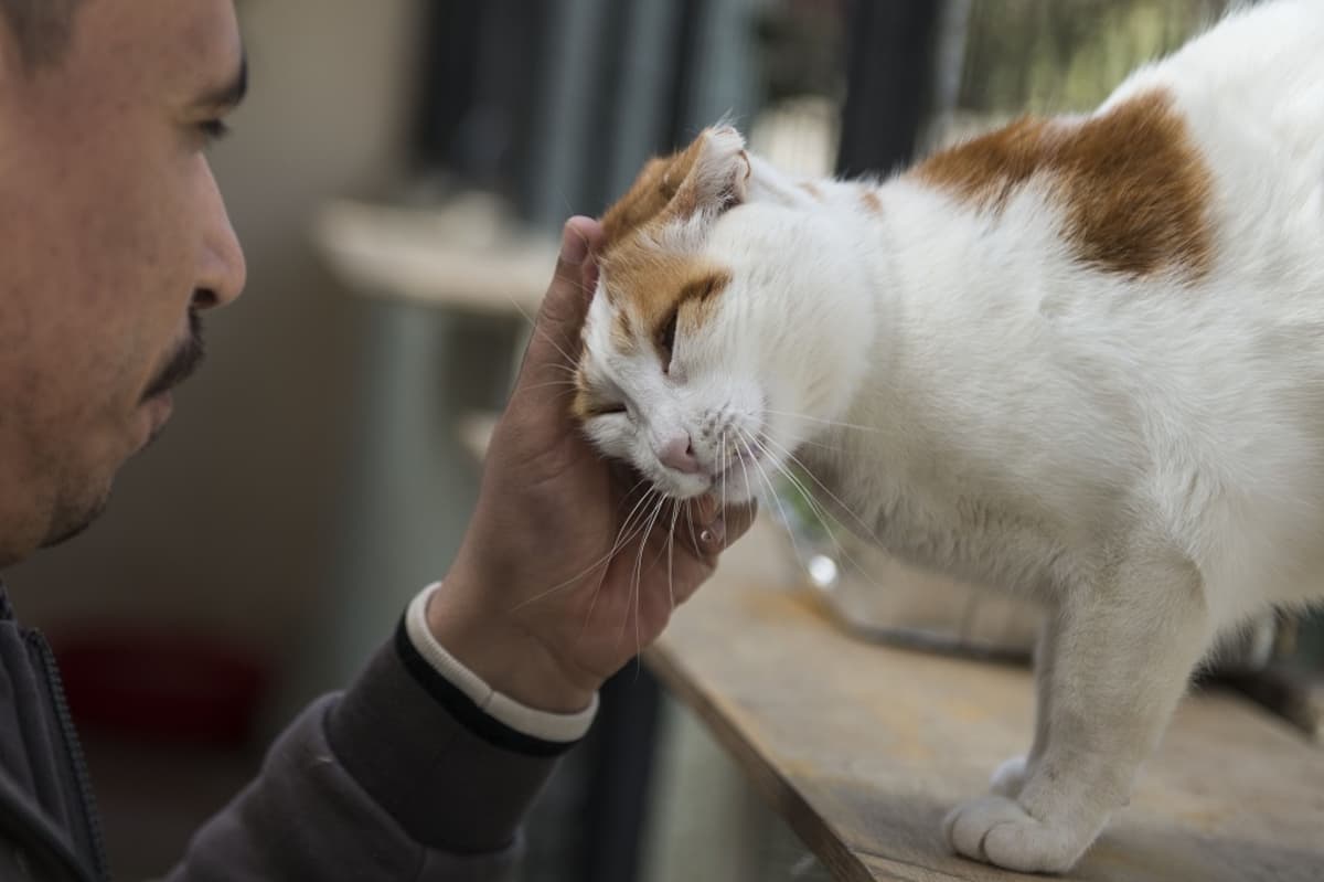 Japanilaistutkimus vahvistaa: Kissat kyllä tunnistavat nimensä, mutta eivät  jaksa piitata omistajansa muusta höpötyksestä