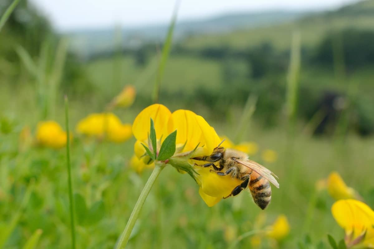 Mehiläinen keltaisessa kukassa ruohikkoisessa maisemassa.