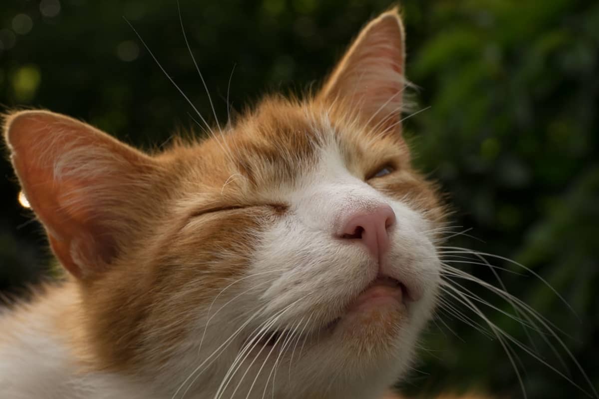Silmiään siristävä oranssi kissa. 