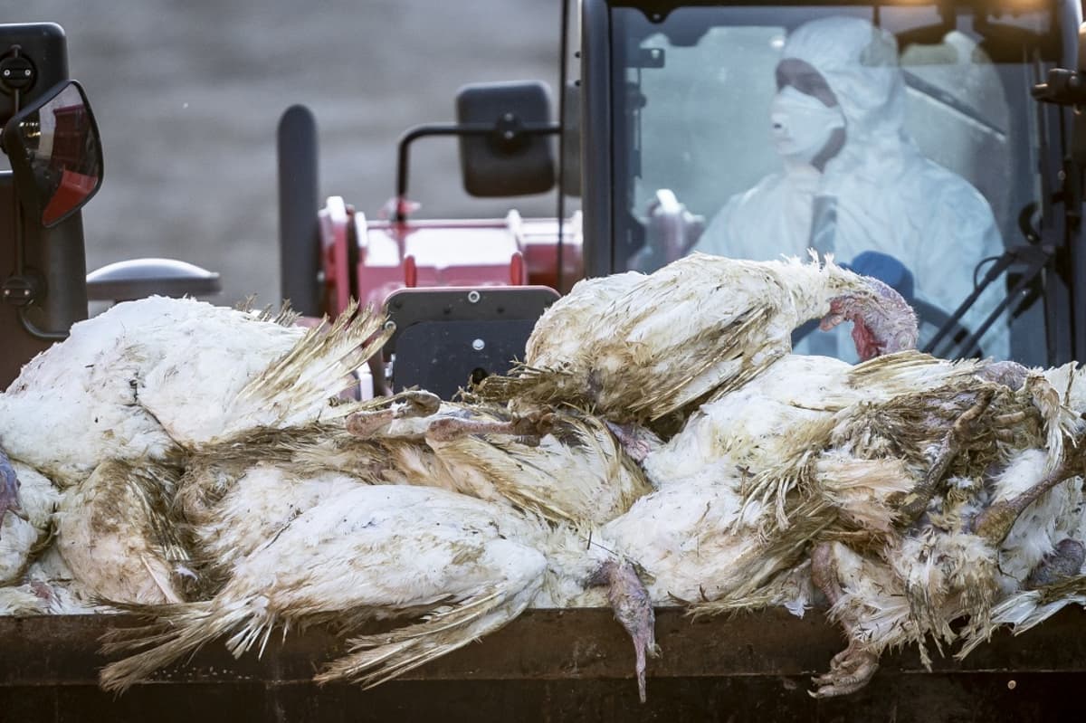 Avian flu is spreading faster in wild birds than ever before