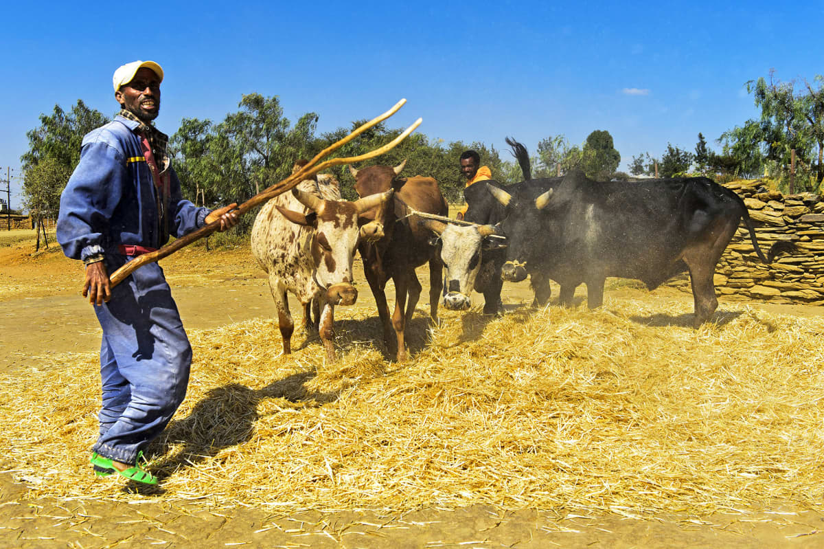 Perinteistä teff-viljan puintia Etiopiassa. Karja talloo kasoihin kootut leikatut kasvit.