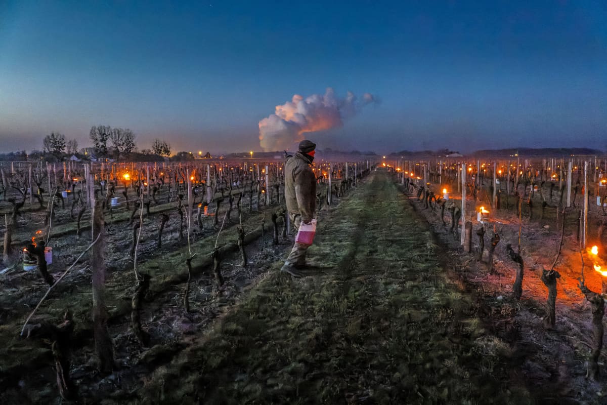 Loiren laaksossa Saint Nicolas de Bourgueilissa sijaitsevalla viinitarhalla sytytettiin soihtuja ja hiilipannuja köynnösten väliin