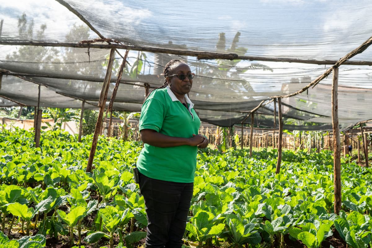 Fidelice Wanjiru haluaa viljellä mahdollisimman luonnonmukaisesti, koska sille on Keniassa tällä hetkellä suuri kysyntä. Muuttuvien sääolosuhteiden takia Keniaa vaivaavat nyt uudet tuholaiset, joita on hankala torjua.