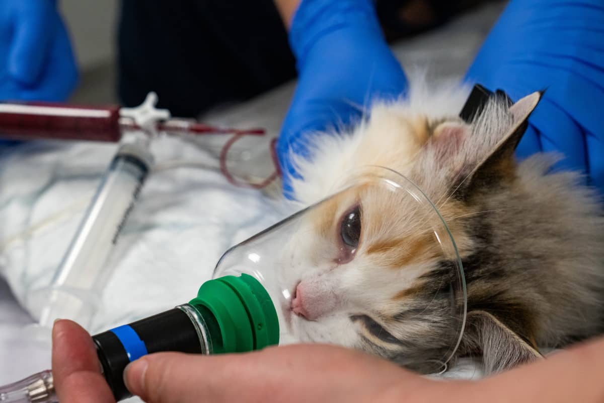Kissa luovuttaa verta eläinsairaalassa.