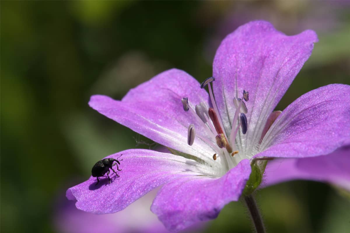 Hyönteinen kävelee kukan terälehdellä.