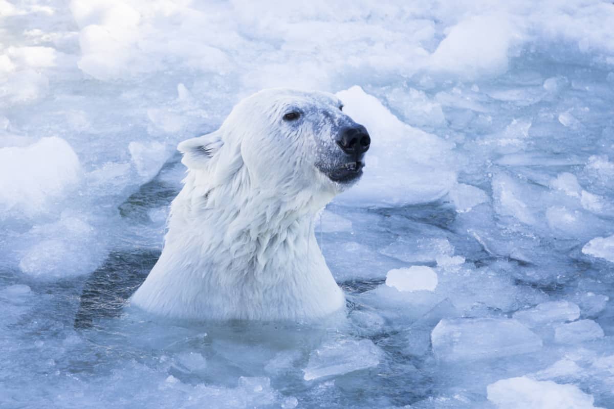 Manasse-jääkarhu-uros jäisessä vedessä Ranuan eläinpuistossa.
