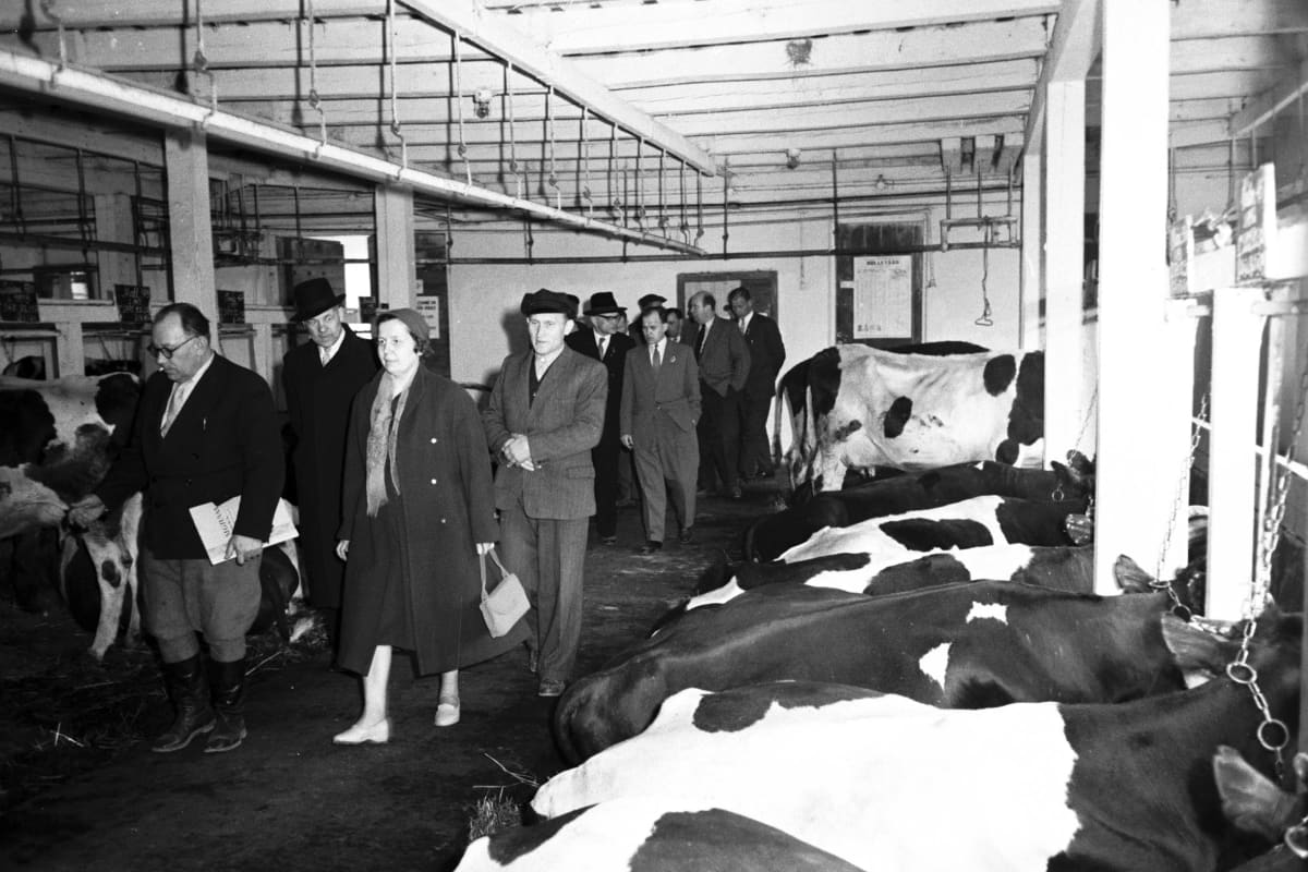Suomen kommunisteja tutustumassa kolhoosissa karjanhoitoon vuonna 1960.