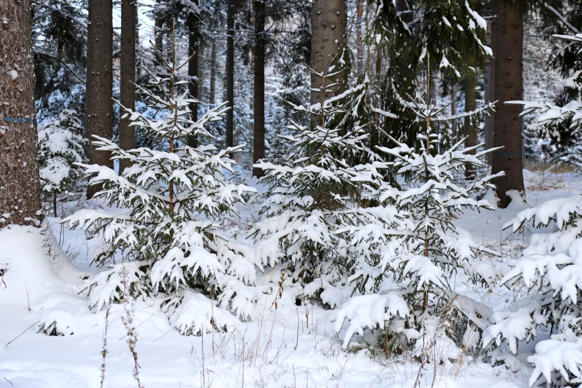 Lumisia metsäkuusia metsässä. 