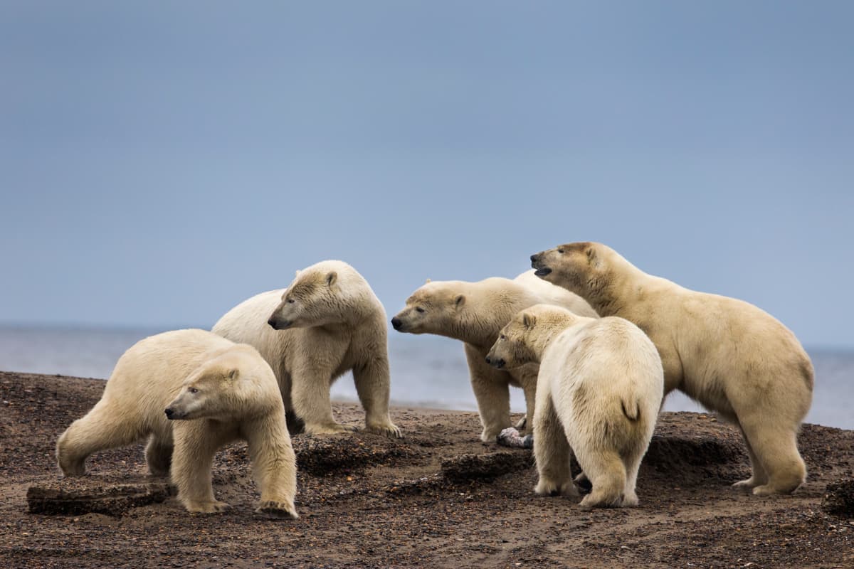 Jääkarhut Alaskassa