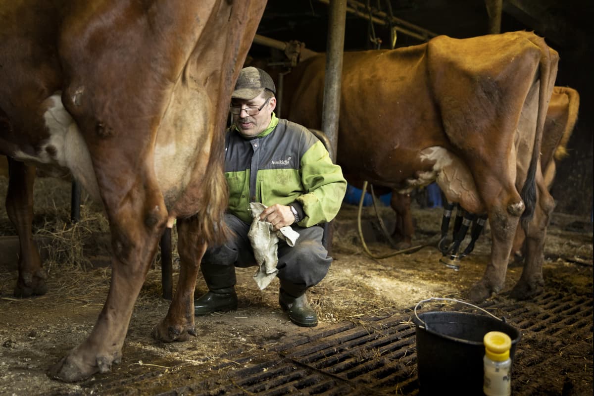 Timo Liimatainen on kyykistynyt lehmän viereen puhdistamaan lehmän vetimiä ennen lypsyä. Lehmät seisovat lypsyllä parsinavetassa. 