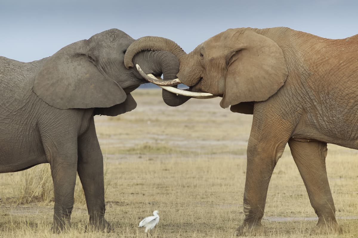 Kaksi norsua syöksyhampaat toisiaan vasten.