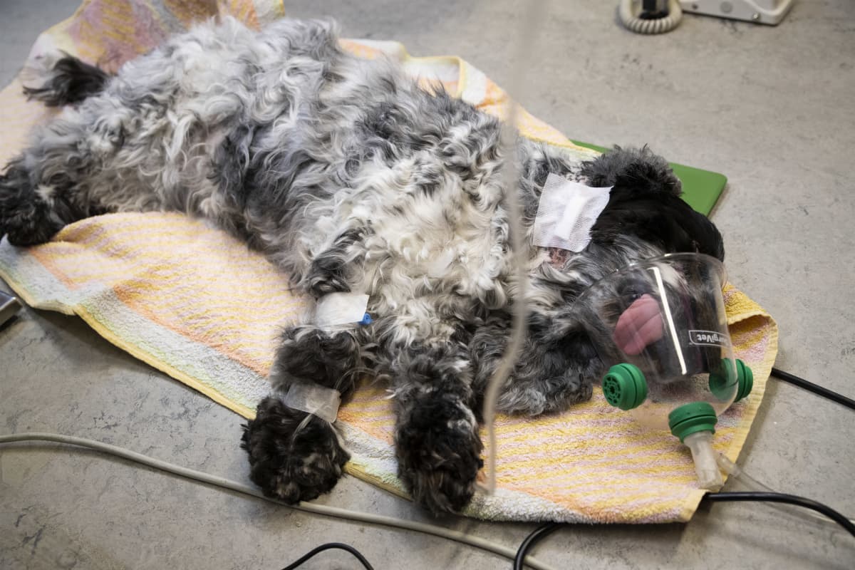 Rauhoitettu harmaa koira makaa happimaski kasvoillaan.
