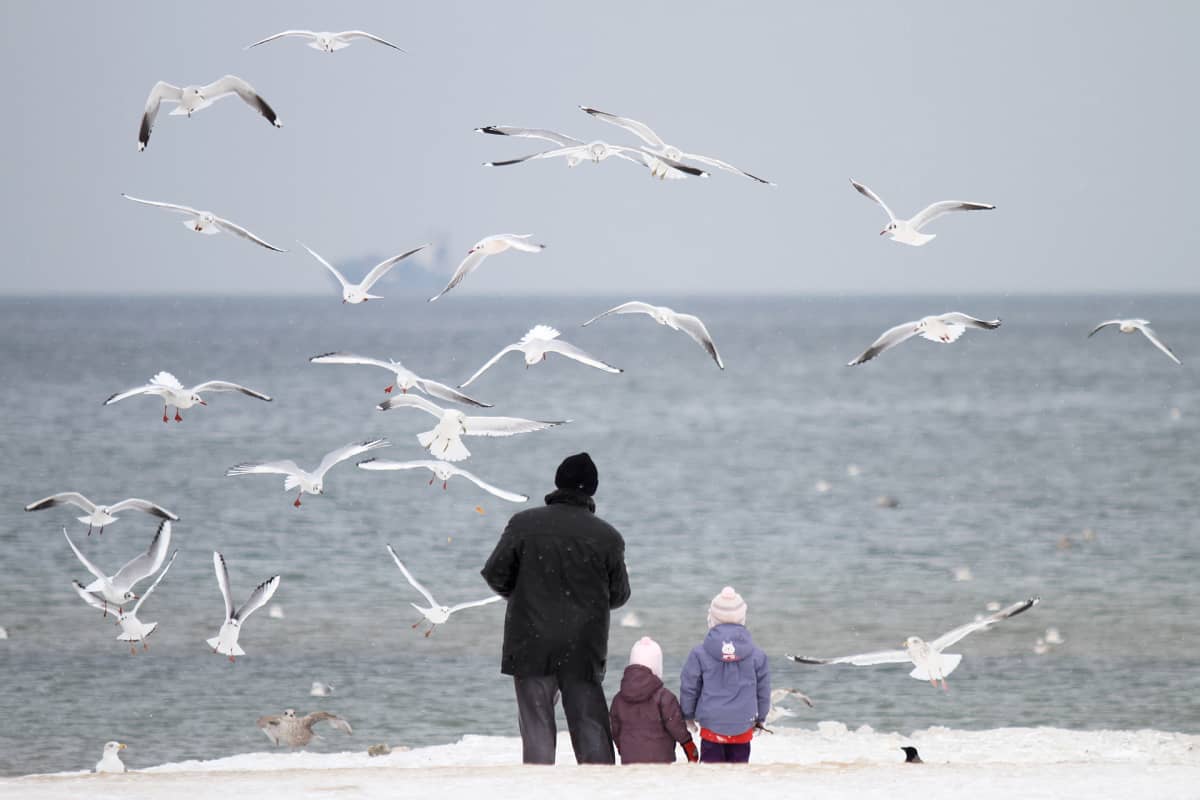 Isä ja lapset ruokkivat lokkeja itämeren rannalla Gdańskissa.