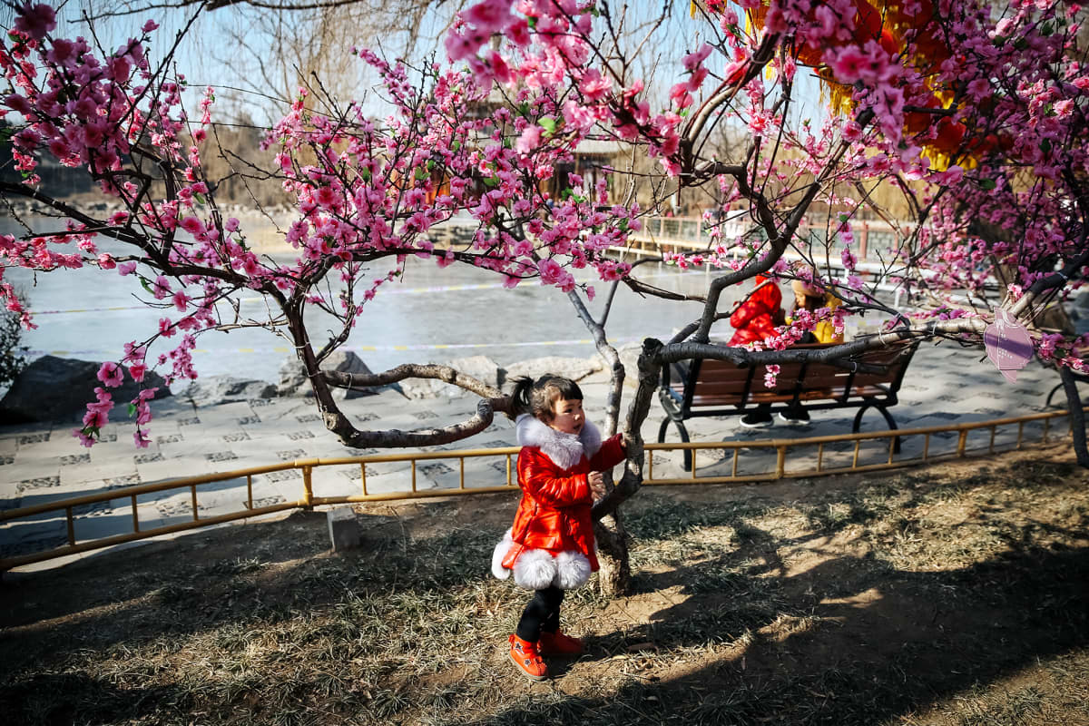 Kiinalainen pikkutyttö poseeraa kukkivan puun juurella Pekingissä.