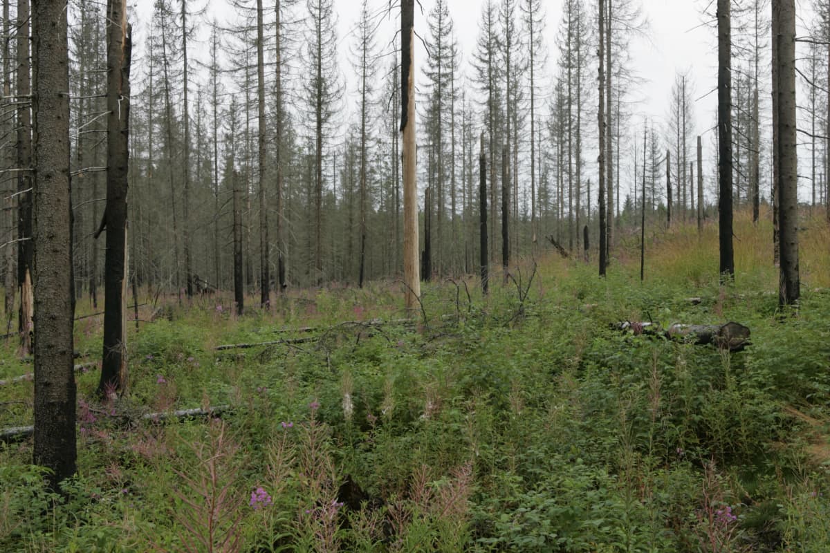Padasjoella riehui metsäpalo kesällä 2002. Kolme vuotta myöhemmin elokuussa 2005 metsä näytti tältä. Alueella kasvoi esimerkiksi vadelmaa ja horsmaa.