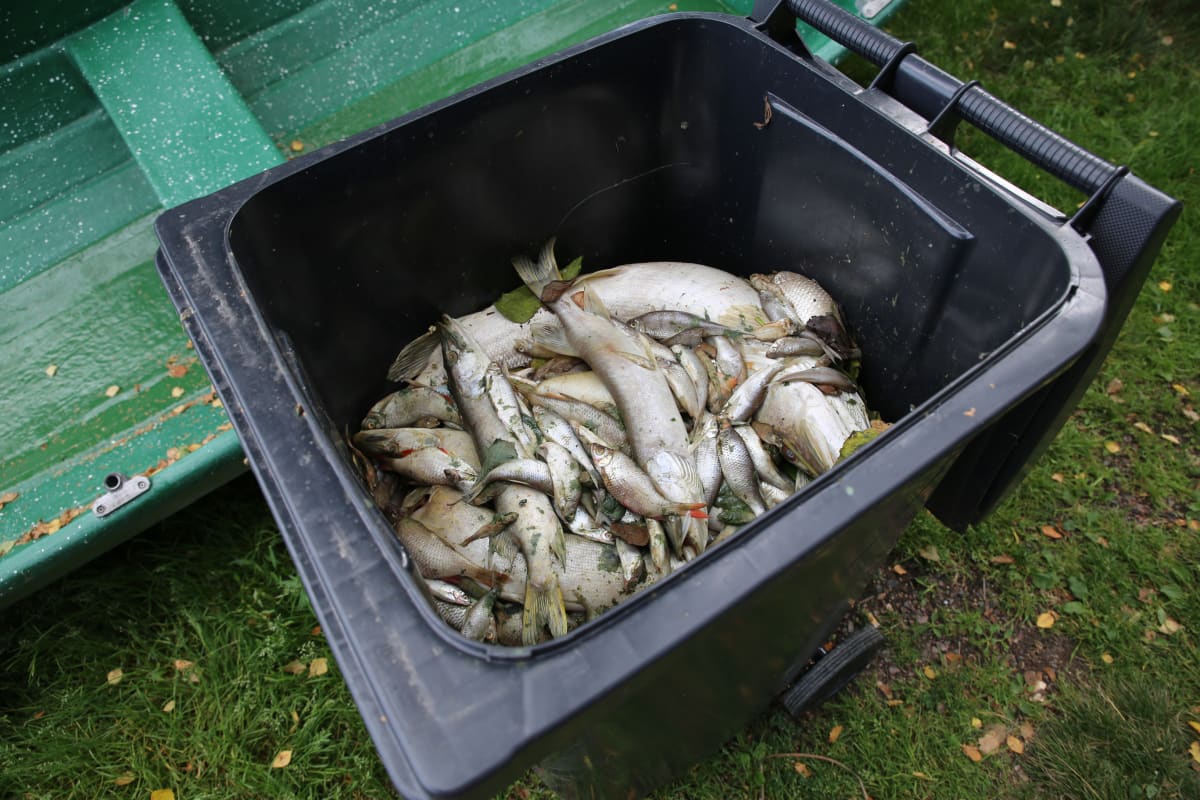 Suurin osa kuolleista kaloista on siivottu rannalta roska-astiaan.