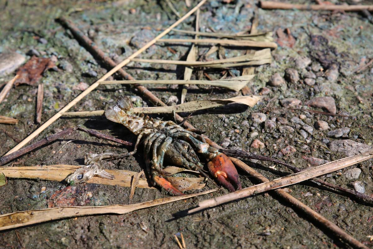 Enäjärven rannalta löytyi myös kuollut rapu.
