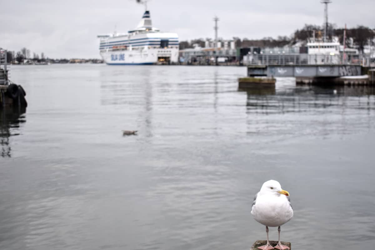 Peak season: Cruise firms see big passenger numbers | News | Yle Uutiset