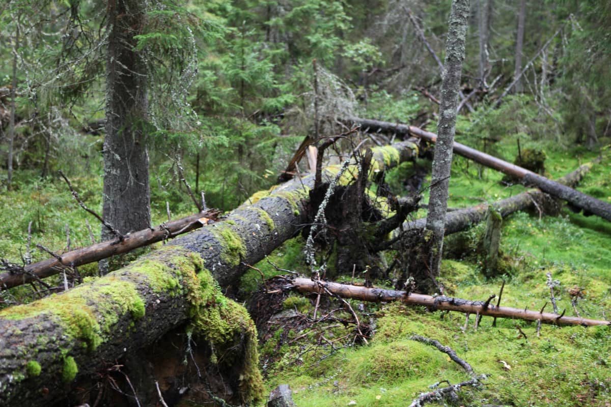Vanha puu kaatuneena metsässä