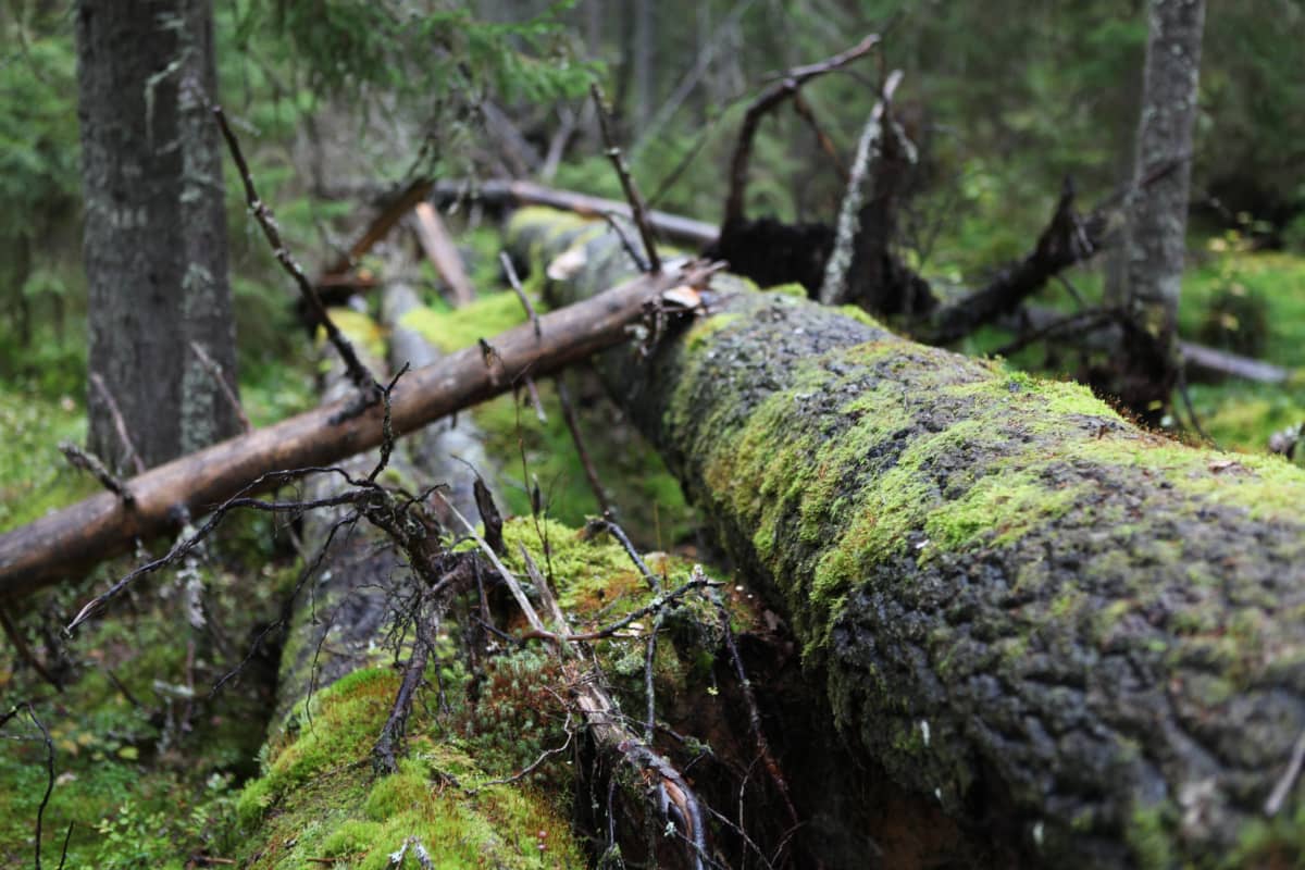 Vanha puu kaatuneena metsässä.