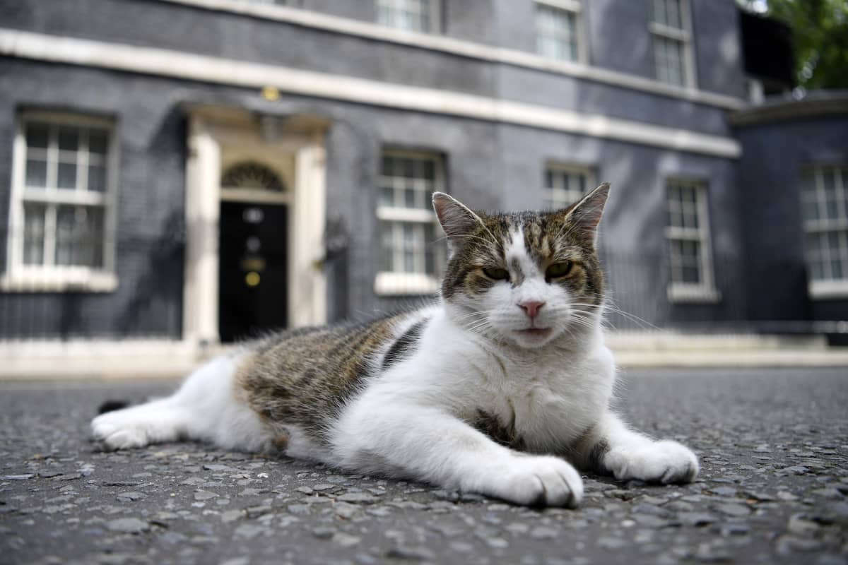 Onko Larry-kissa parhaiten brexitistä perillä oleva elävä olento  Britanniassa? | Yle Uutiset
