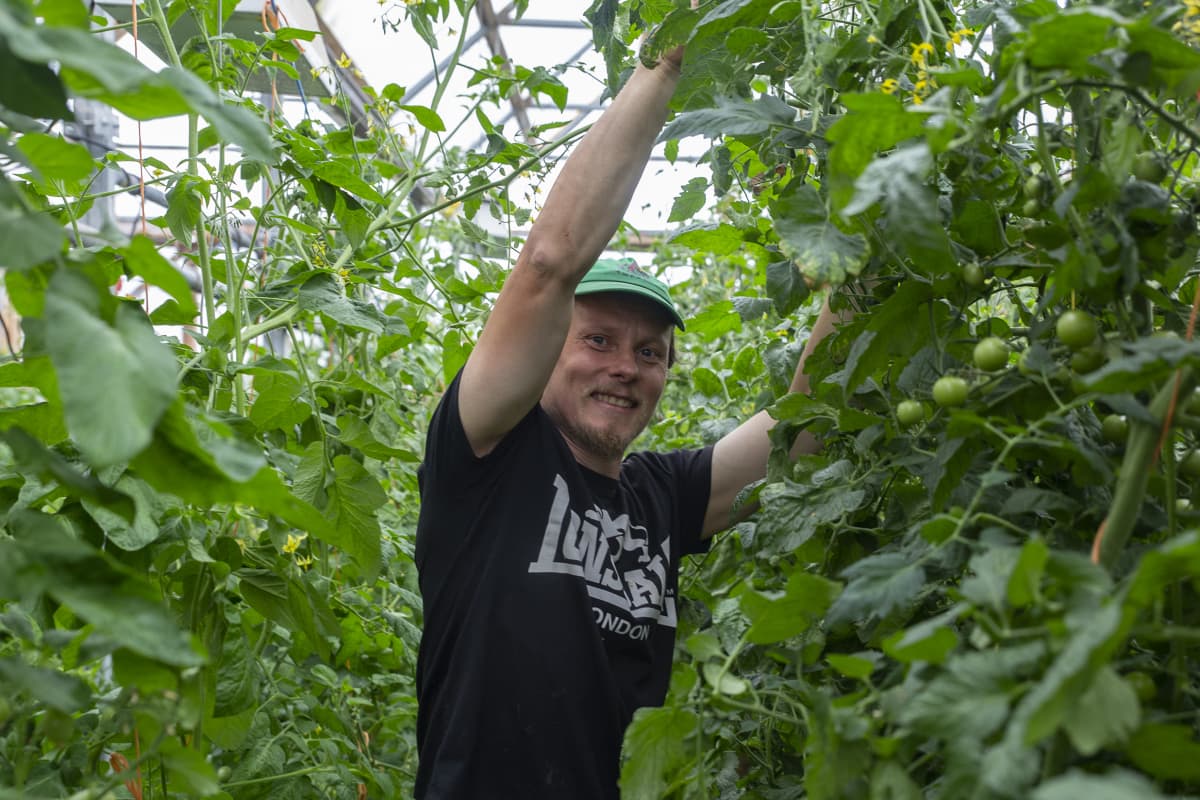 Lassilan tilan isäntä, viljelijä Jukka Lassila laskee alas tomaatintaimia kasvihuoneessa.