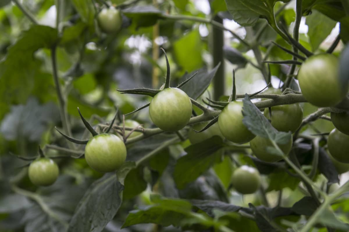 Kasvihuonetomaatteja kasvamassa Lassilan luomutilalta Tuusulasta. Tomaatit ovat vielä vihreitä.