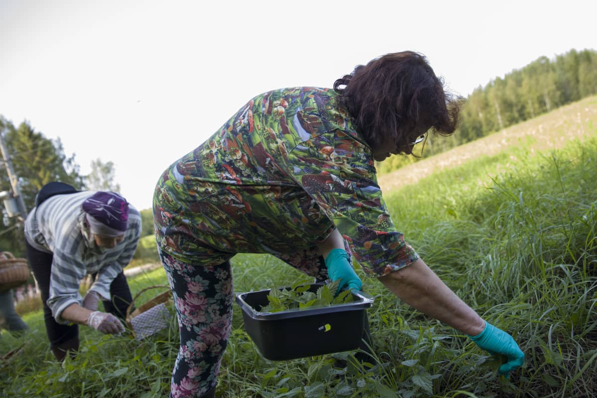 Wild Food Savo hankkeen asiantuntija Toini Kumpulainen kerää villiyrttejä.
