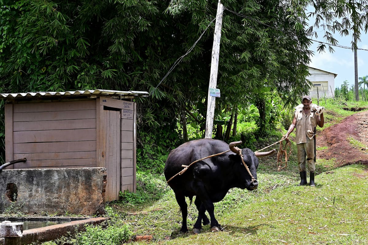 Kuubalainen maanviljelijä työskentelee härän kanssa.