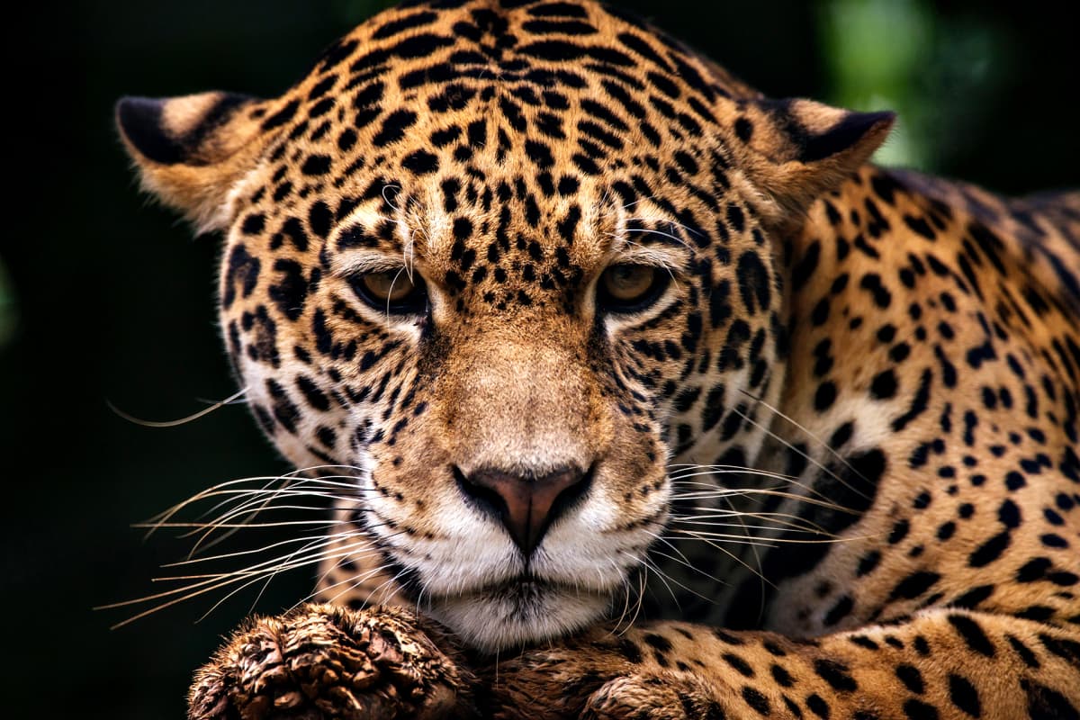 Jaguaari (Panthera onca) villikissojen kuntoutuskeskuksessa.