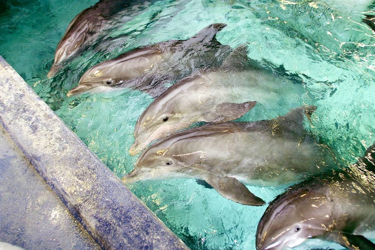 Delfinaariot siirtymässä historiaan – yhdysvaltalainen akvaario näyttää  mallia Särkänniemelle | Yle Uutiset