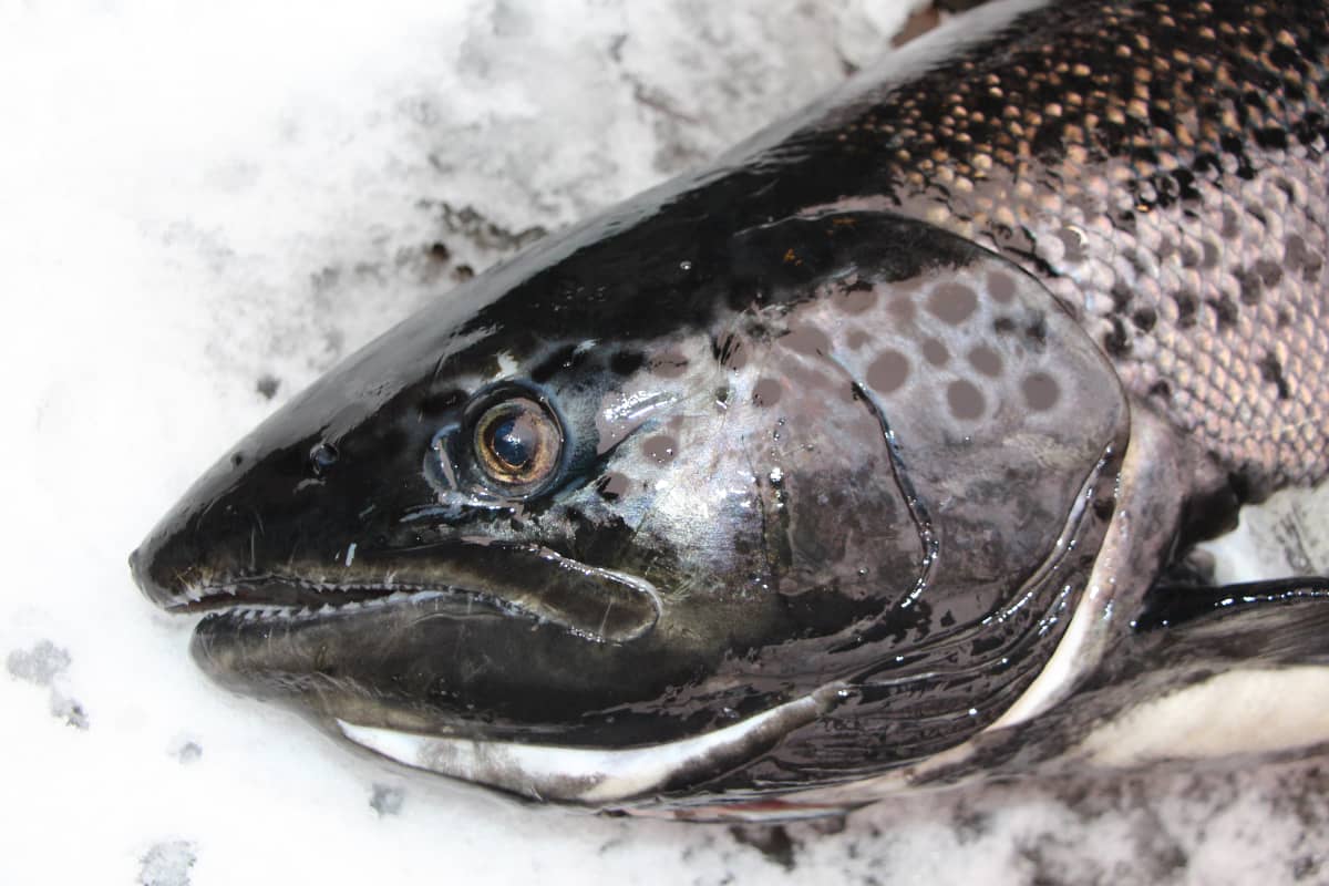 Pikkujärvestä nousi mystinen jättiläinen – asiantuntijatkaan eivät tunnista  kalaa | Yle Uutiset