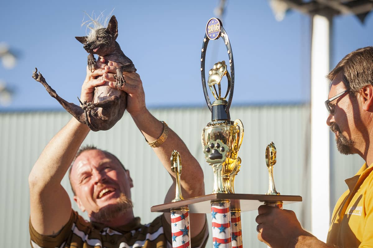 Vuoden 2016 Maailman rumin koira -kilpailun voitti koira nimeltä Sweepee Rambo, Kaliforniassa 24 kesäkuuta.