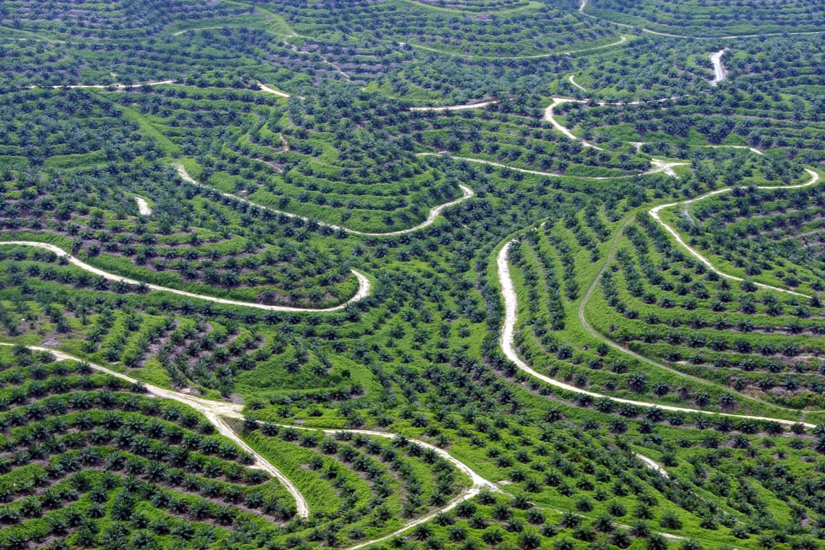 Palmuöljyn tuottamista varten kasvatettua palmumetsää Indonesiassa. Kuva on otettu vuonna 2013.