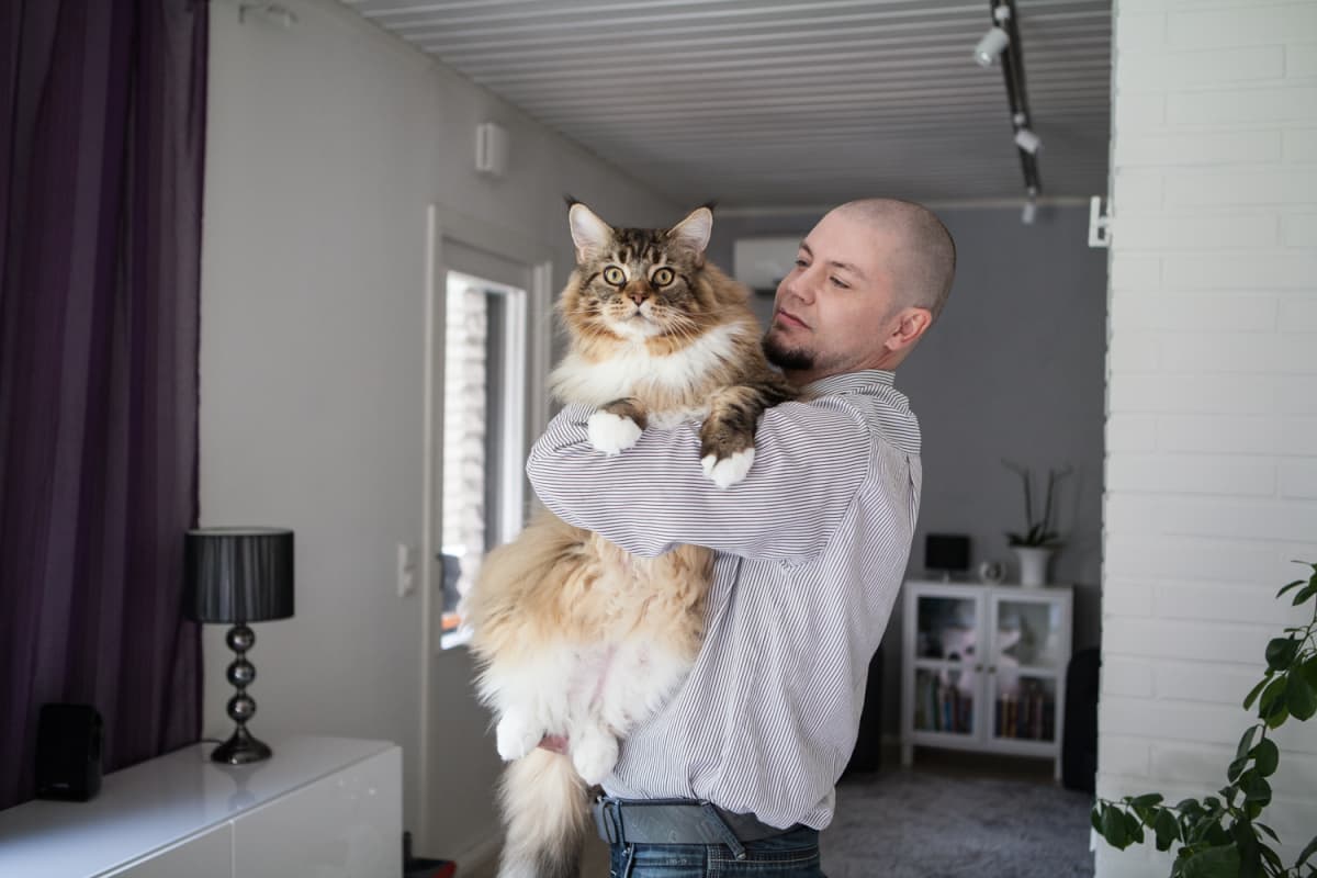 Löytyykö maailman suurin kissa sittenkin Suomesta? Tuusulalainen Bond-kissa  painaa 16 kiloa | Yle Uutiset