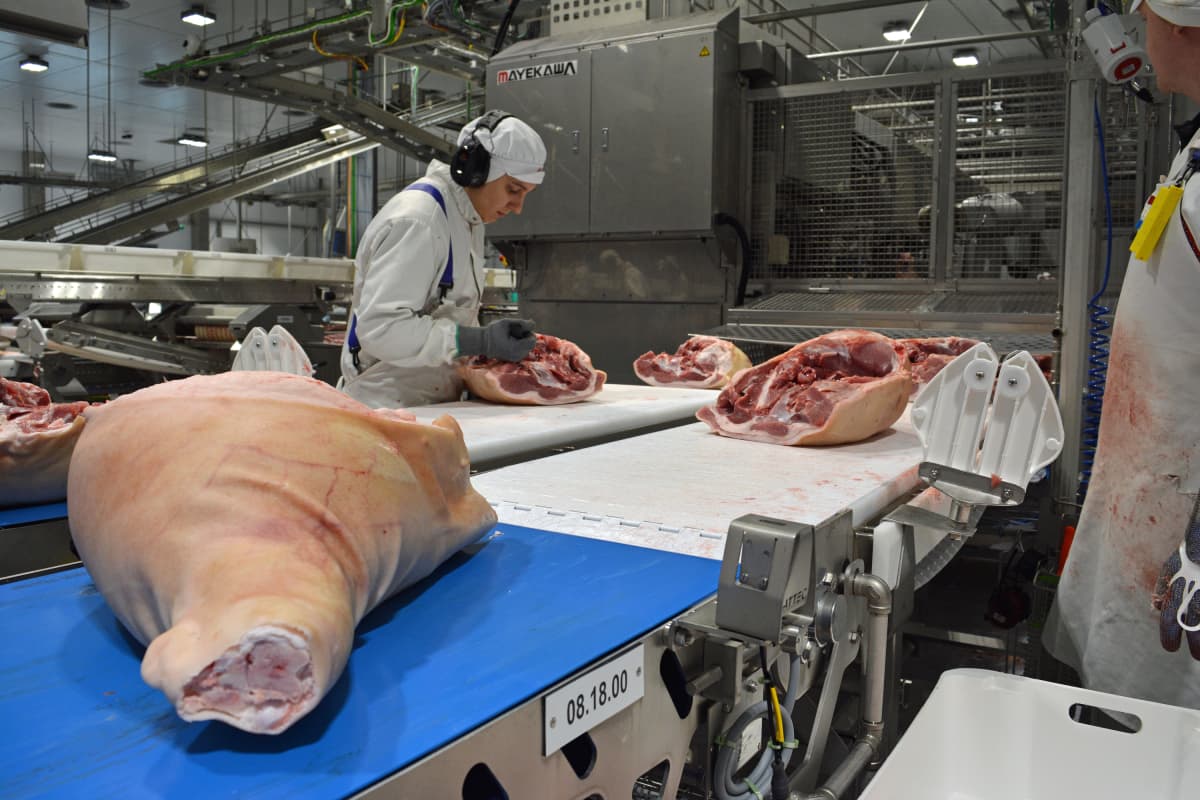 Uudessa sikaleikkaamossa kinkut jatkavat ihmiskäsistä robotin uumeniin. Röntgen kuvaa luiden paikat, joiden perusteella kone osaa leikata lihat oikein.