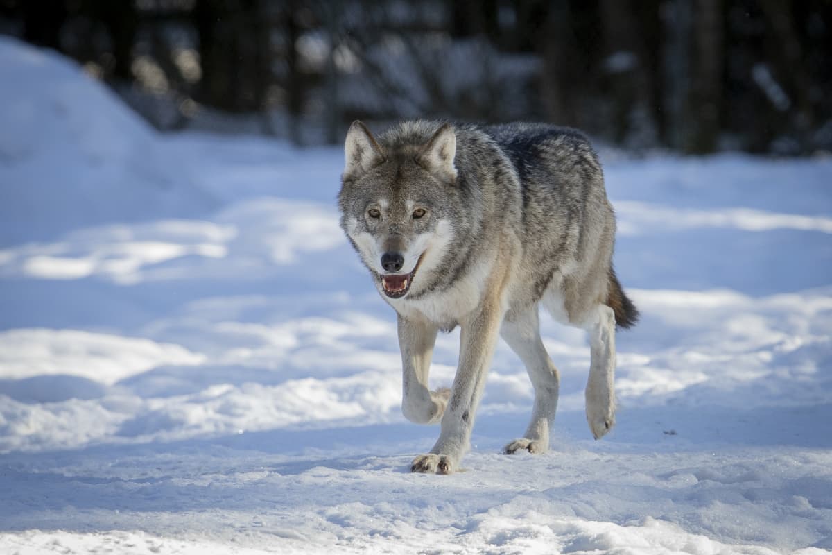 Susia suojellaan Suomessa liikaa, sanovat Itä-Suomen kansanedustajat Ylen  kyselyssä – myös suden kannanhoidollinen metsästys saa kannatusta