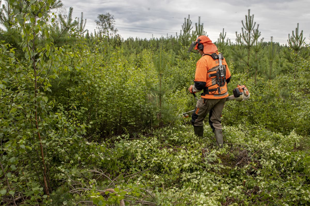 Metsänhoitoyhdistys torjuu Keski-Suomessa metsuripulaa ammattiopiston  kanssa räätälöidyllä koulutuksella