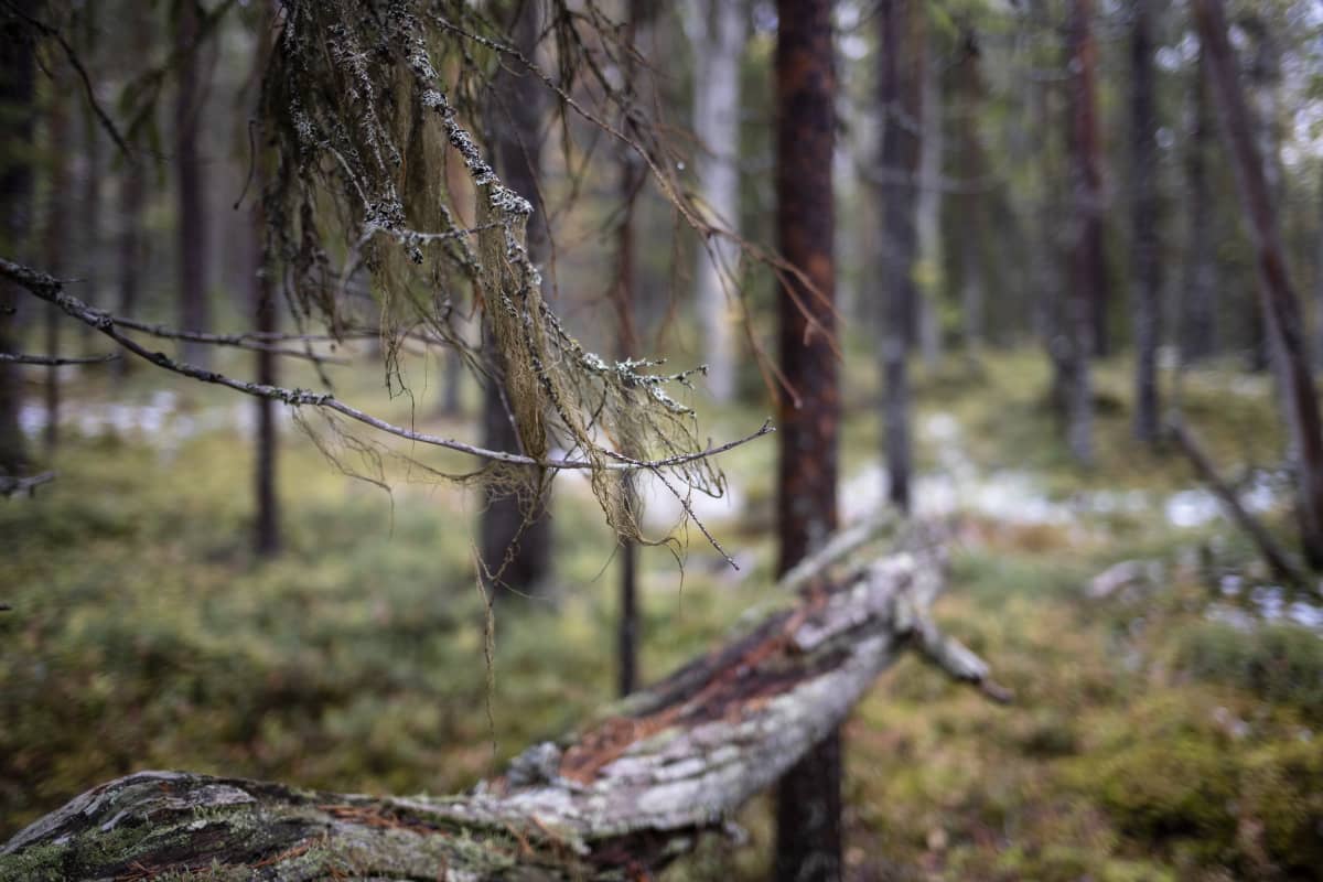 Kaakkois-Suomessa suojeltiin viime vuonna 700 hehtaaria metsää ja soita –  metsien suojeluaste on Kaakkois-Suomessa maan alhaisimpia