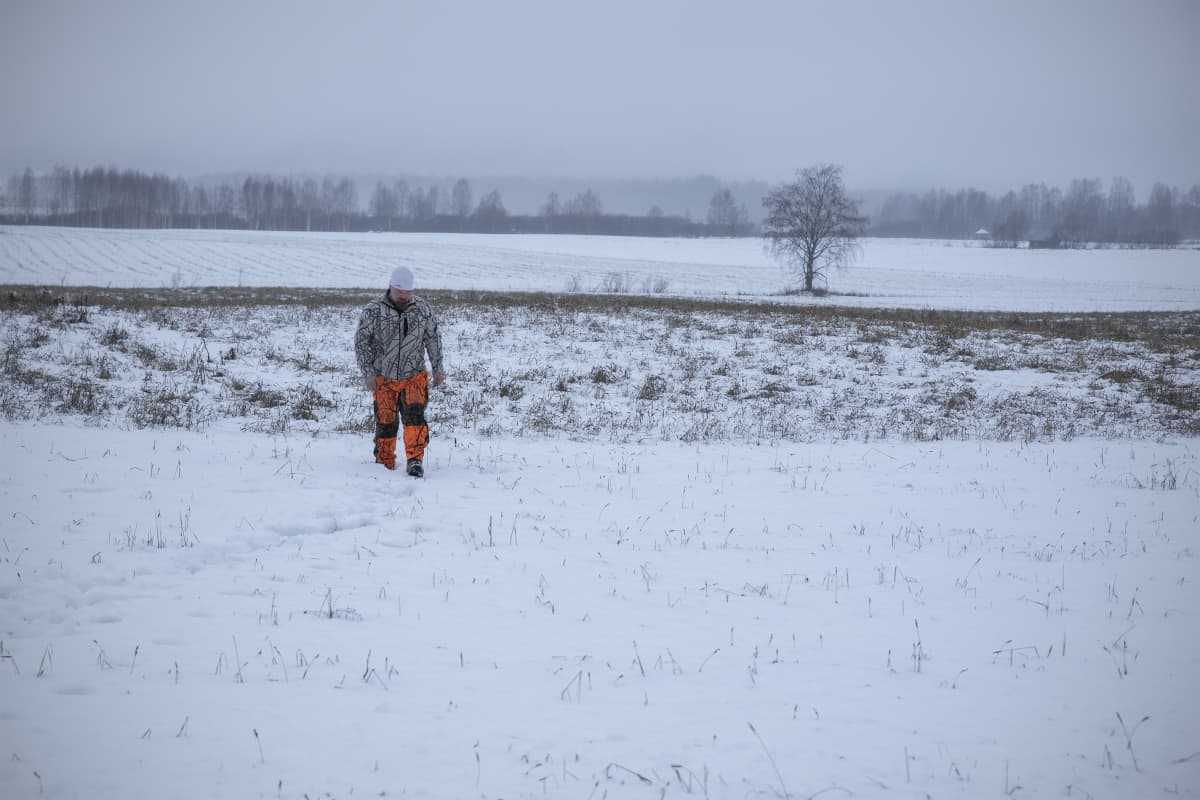 Metsästäjä etsii villisian jälkiä lumiselta pellolta