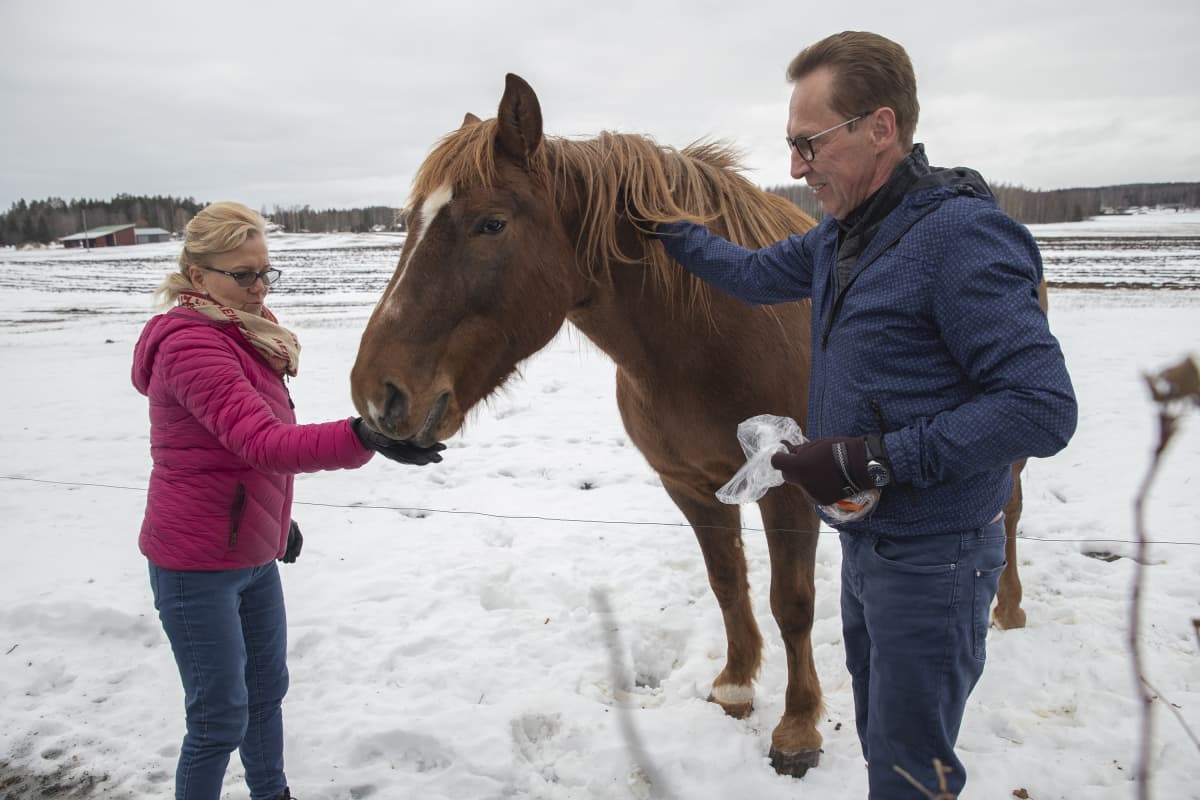 Anitta Manninen ja Tomi Toivanen ruokkivat hevosta.
