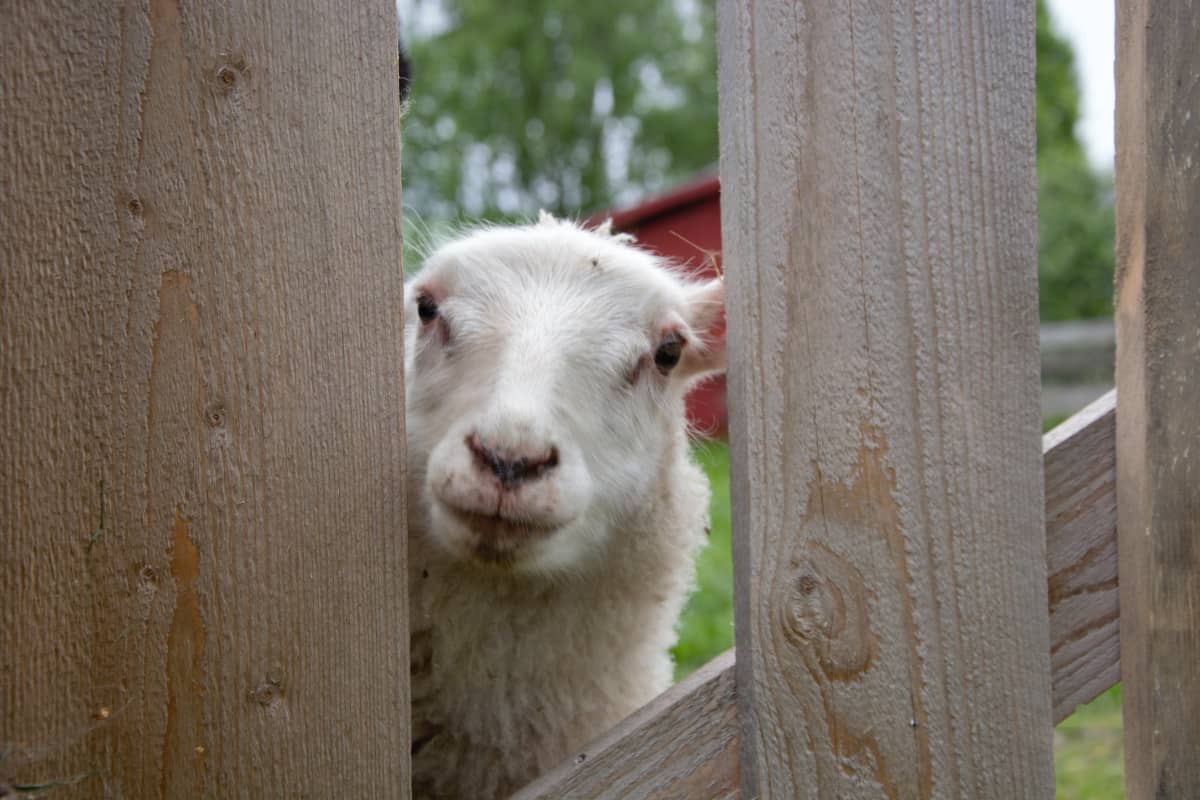Ett vitt får som kikar fram bakom ett staket.
