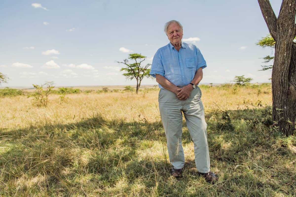 Attenborough seisoo savannilla.