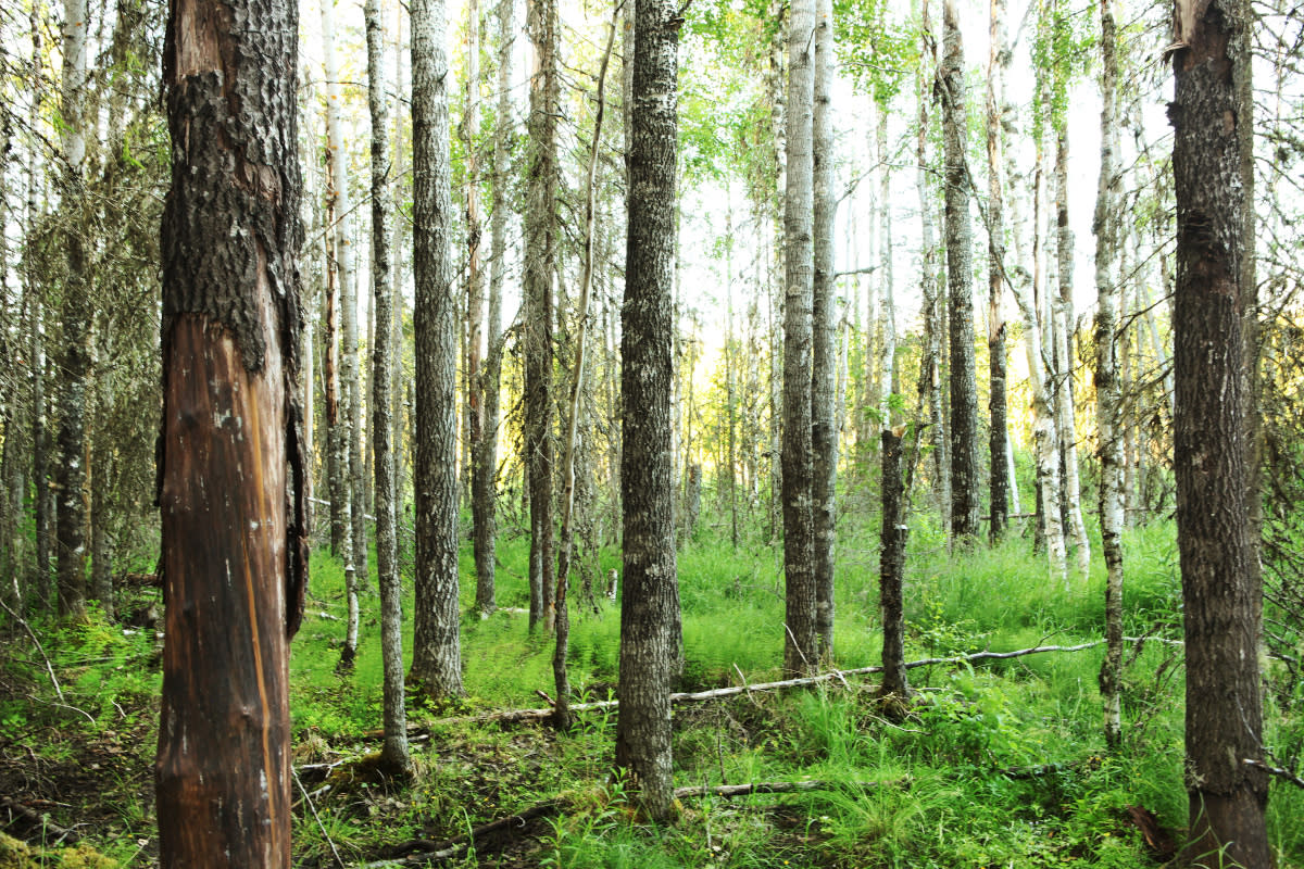 Metsää Puroniityn suojelualueella Vieremällä. Alue on testamentattu Luonnonperintösäätiölle.